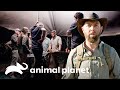 Equipe detém manada de elefantes | Criaturas Misteriosas com Forrest Galant | Animal Planet Brasil