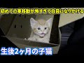 子猫史上1番可愛い鳴き声のネコちゃん