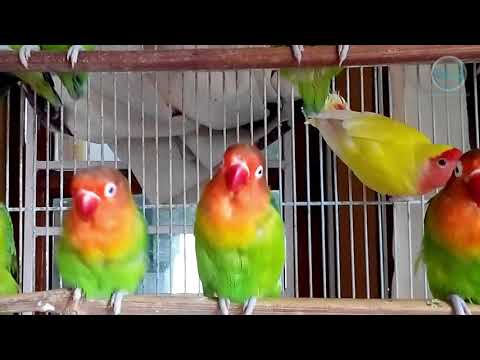 Love Bird (Agapornis) singing, eating, sitting