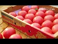 【博多のトマト】/ あまりの美味しさカラダが踊る プレゼントキャンペーン篇