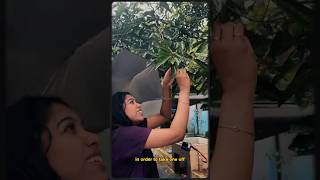 Rainy Day Shenanigans Ft. Malu Auntys Rambutan Tree