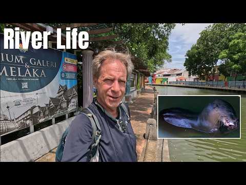Walking the Melaka River on a Quiet Monday | Otters, Monitor Lizards & St. Peter’s Church