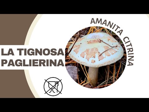 Video: Fungo velenoso - agarico di mosca della pantera