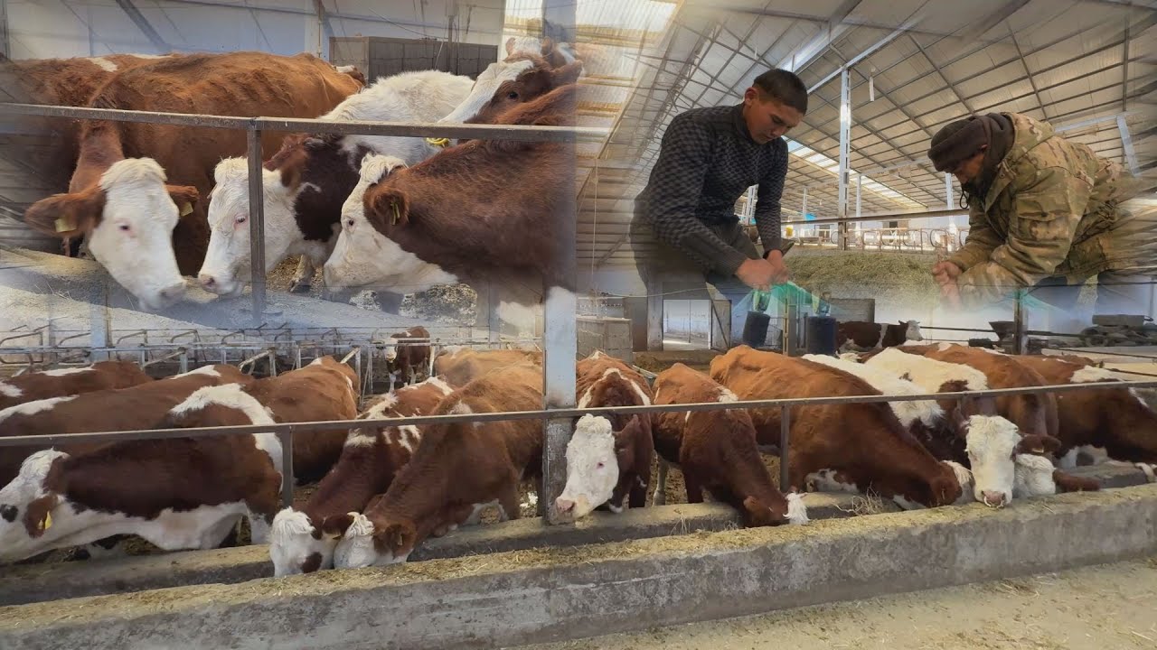 УТРК НАРЫН:АТ-БАШЫДА МОНБЕЛЬЯРД УЙЛАРЫ БАГЫЛУУДА