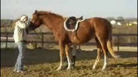 Dynamic N Gold    ***For up-to-date info, price, etc., go to our website***