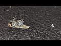 Fly having spasms while dying and worm crawls out of its butt