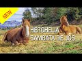 HERGHELIA DE CAI LIPITANI, SAMBATA DE JOS, BRASOV