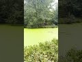 🟩 Lake Covered in Green at Ostrava Zoo | Nature Transformation