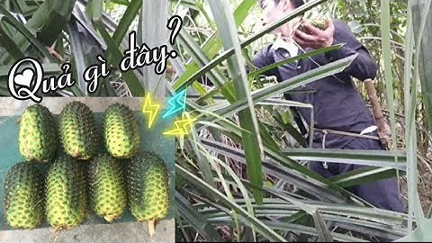 Tìm hái dứa rừng và những trải nghiệm đầy bất ngờ