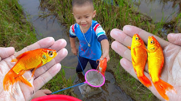 Em ổi đuổi bắt cá vàng ở cánh đồng bỏ hoang #cávàng #bắtcávàng