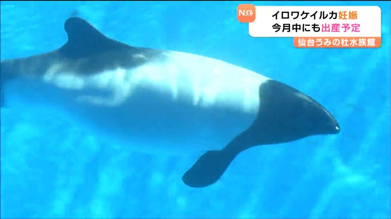 “25歳差カップル”しばし別居へ　希少動物「イロワケイルカ」セーラ妊娠　5月にも12年ぶりの出産へ【仙台うみの杜水族館】