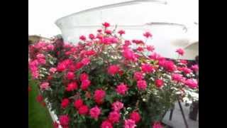 MOV02981
