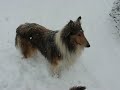 Chekia Collie Puppies &amp; Pals - Snowstorm!