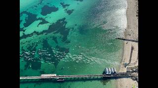 Busselton Jetty Swim