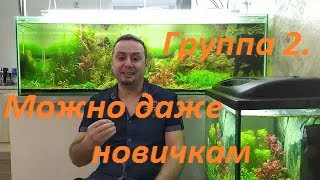 картинка: Растения из меристемы. Группа 2: Аквариумные растения для новичков.