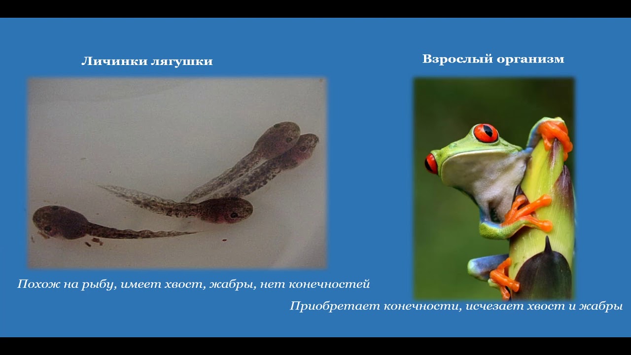 Развитие животных с превращением и без превращения. Периодизация и ...