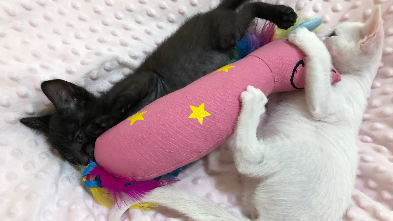 Hilarious Hyper Kittens Playing! YouTube