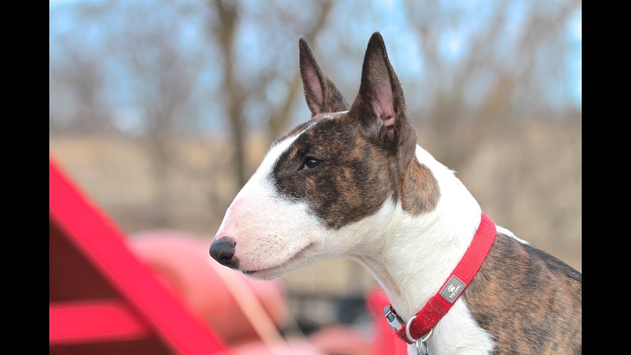 Bull Terrier Puppy Training session using very simple