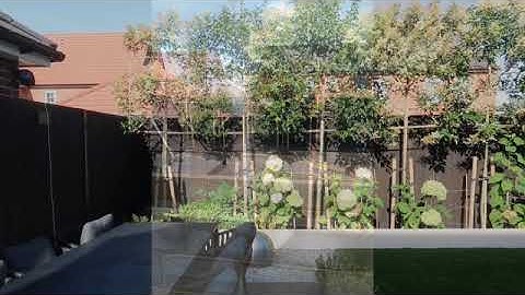 Pleached Trees from Paramount Plants