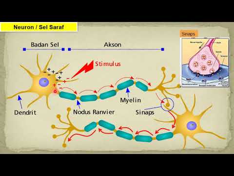 Anatomi & Fisiologi Sistem Saraf