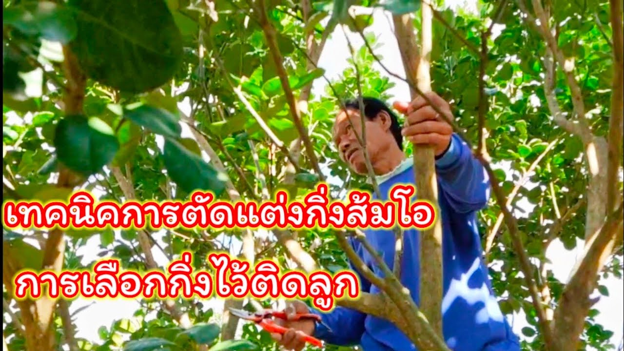 เทคนิคตัดแต่งกิ่งส้มโอ การเลือกกิ่งให้ติดลูก โดยสวนส้มโอพันศักดิ์ บ้านนาดี อ.บ้านแท่น จ.ชัยภูมิ
