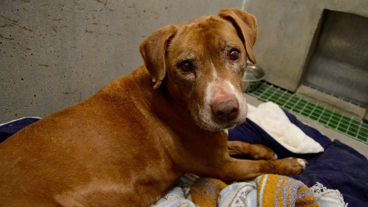 This 9YearOld Dog Was Diagnosed With Cancer, But Then A Mystery Man