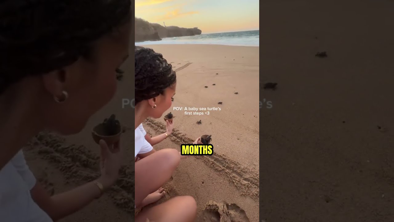 Tourist helps release baby turtles 🥹💓 (🎥 IG/@amayaancr)
