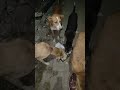 cute dog #cute #dog#doglover #puppy #labrador #shortvideo ##cute teddy bear pic