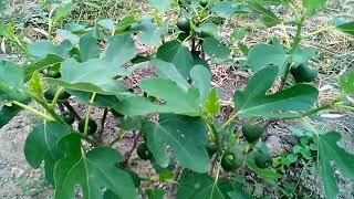 Fig tree which one to choose