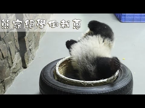 《熊貓早晚安》熊家絕學倒栽蔥 | iPanda熊貓頻道