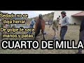 CABALLO CUARTO DE MILLA QUE NO SE PUEDE HERRAR