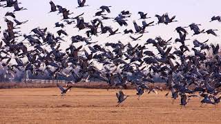 See the World's Largest Gathering of Sandhill Cranes - Spring Migration in Central Nebraska