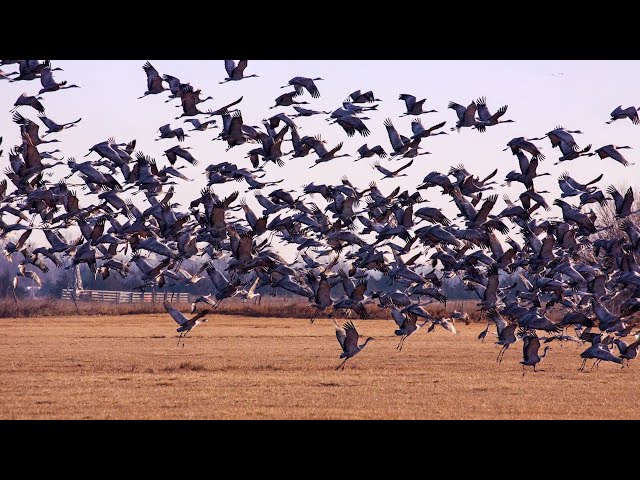 See the World's Largest Gathering of Sandhill Cranes - Spring Migration in Central Nebraska class=