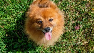 Are Pomeranians good therapy dogs?