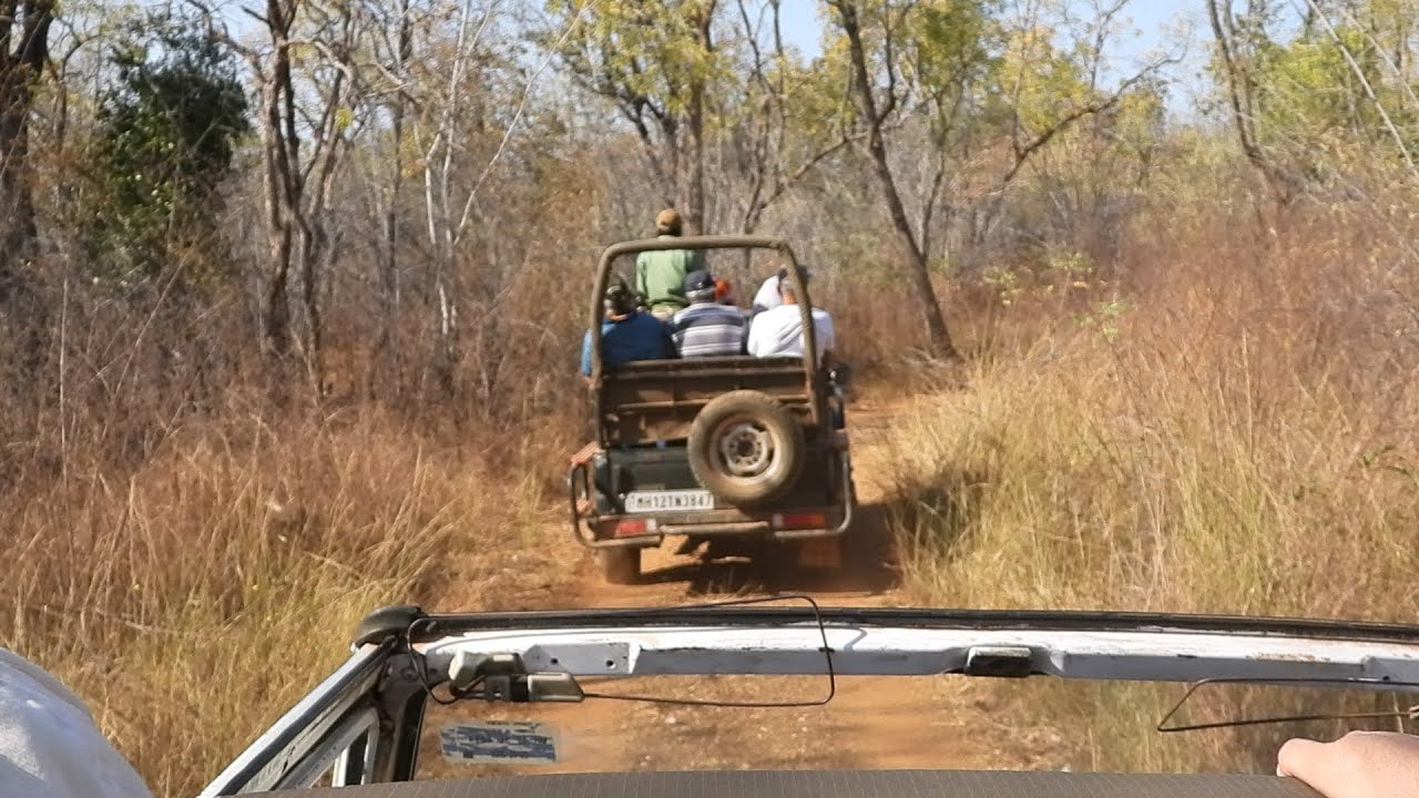 06-08 March 2026 Tadoba Sighting (Animals & Birds)