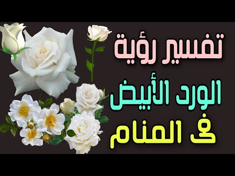 فيديو: ماذا تعطي الورود البيضاء وماذا ترمز؟