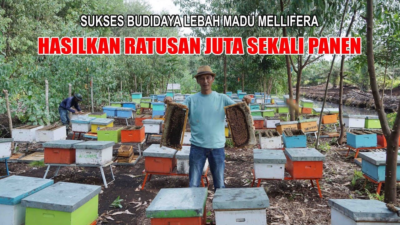 Content to image for Budidaya Lebah Apis Mellifera