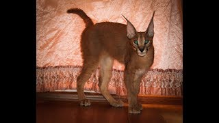 Каракал Вася. Первая встреча. / Caracal Vasya. First meeting. Каракал Вася. Первая встреча. / Caracal Vasya. First meeting.