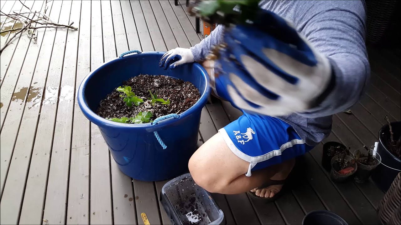 Up potting Fig Cuttings from Lasagna Method YouTube