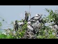 Bird Finding Shelter in Flooded Lands 0010#birds