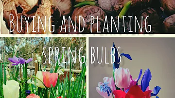 I BOUGHT DISCOUNT SPRING BULBS - Planting 100+ #flowers #smallholding #melbourne #budget