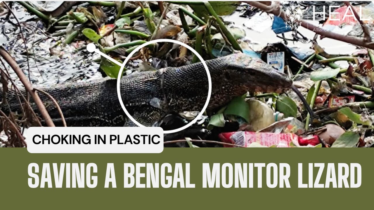 Saving a Bengal Monitor Lizard: Rescue from Plastic Pollution | HEAL Conservation
