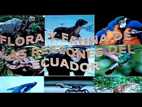 Video: Die Erstaunliche Flora Und Fauna Von Ecuadors Nebelwald (PICS)