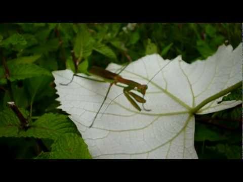 praying mantis preening