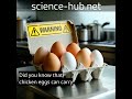 Salmonella Contamination In Eggs A Public Health Alert 