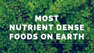 4 of the Most Nutrient Dense Foods on Earth