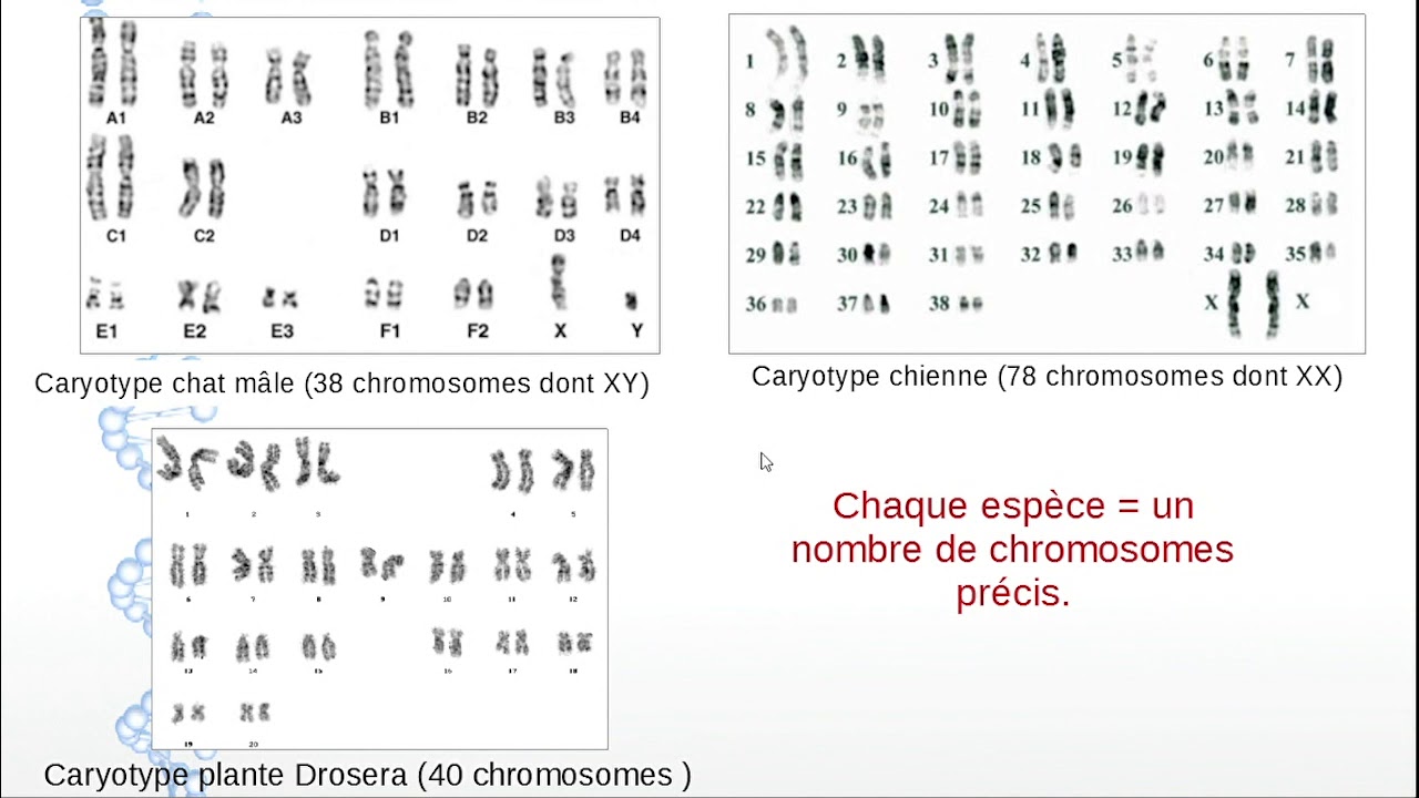 Fiche De Revision Sur La Genetique 3eme