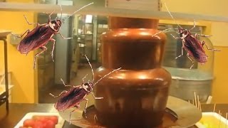 Roaches at Golden Corral in Tampa, FL...