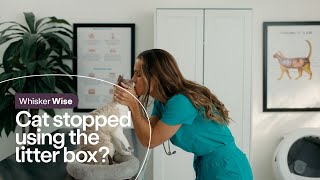 Why Is My Cat Not Using The Litter Box: Vet Explains Common Causes & What to Do