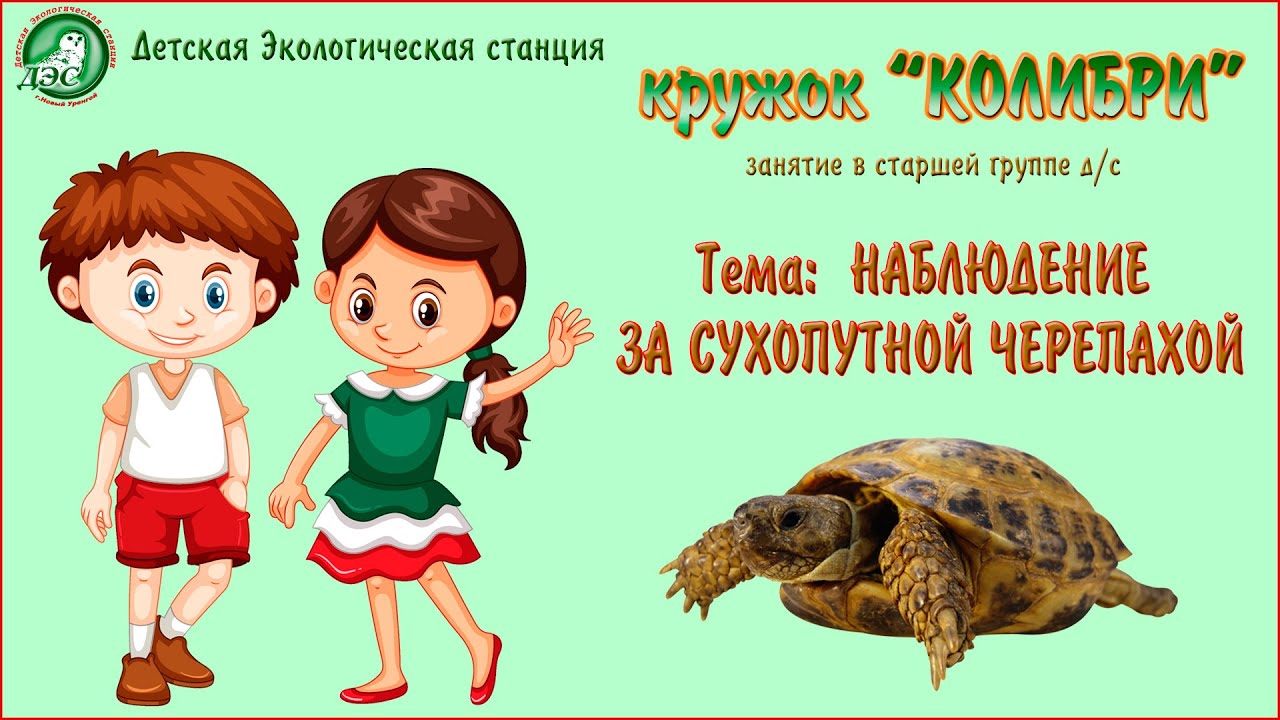 Черепаха средняя группа. Наблюдение за черепахой. Черепаха занятие для детей. Черепашки занятия для детей. Картотека наблюдения за черепахой.
